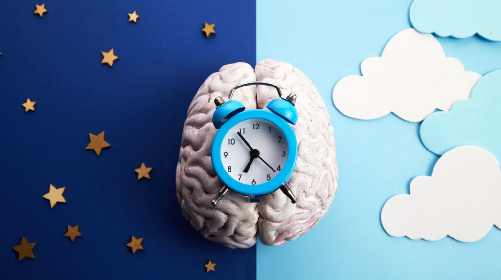 circadian rhythm